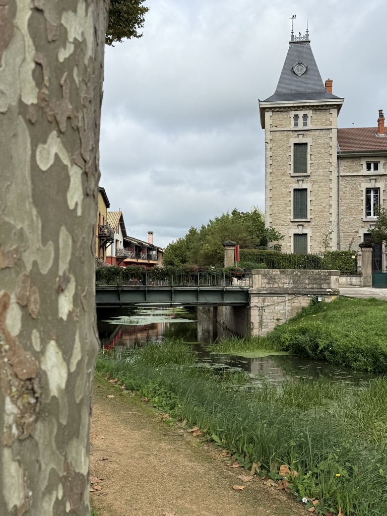Le chemin sous les platanes le long de la Veyle à Vonnas