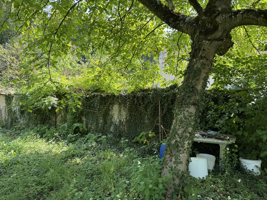 Grand arbre et mur couvert de lierre dans le jardin en été