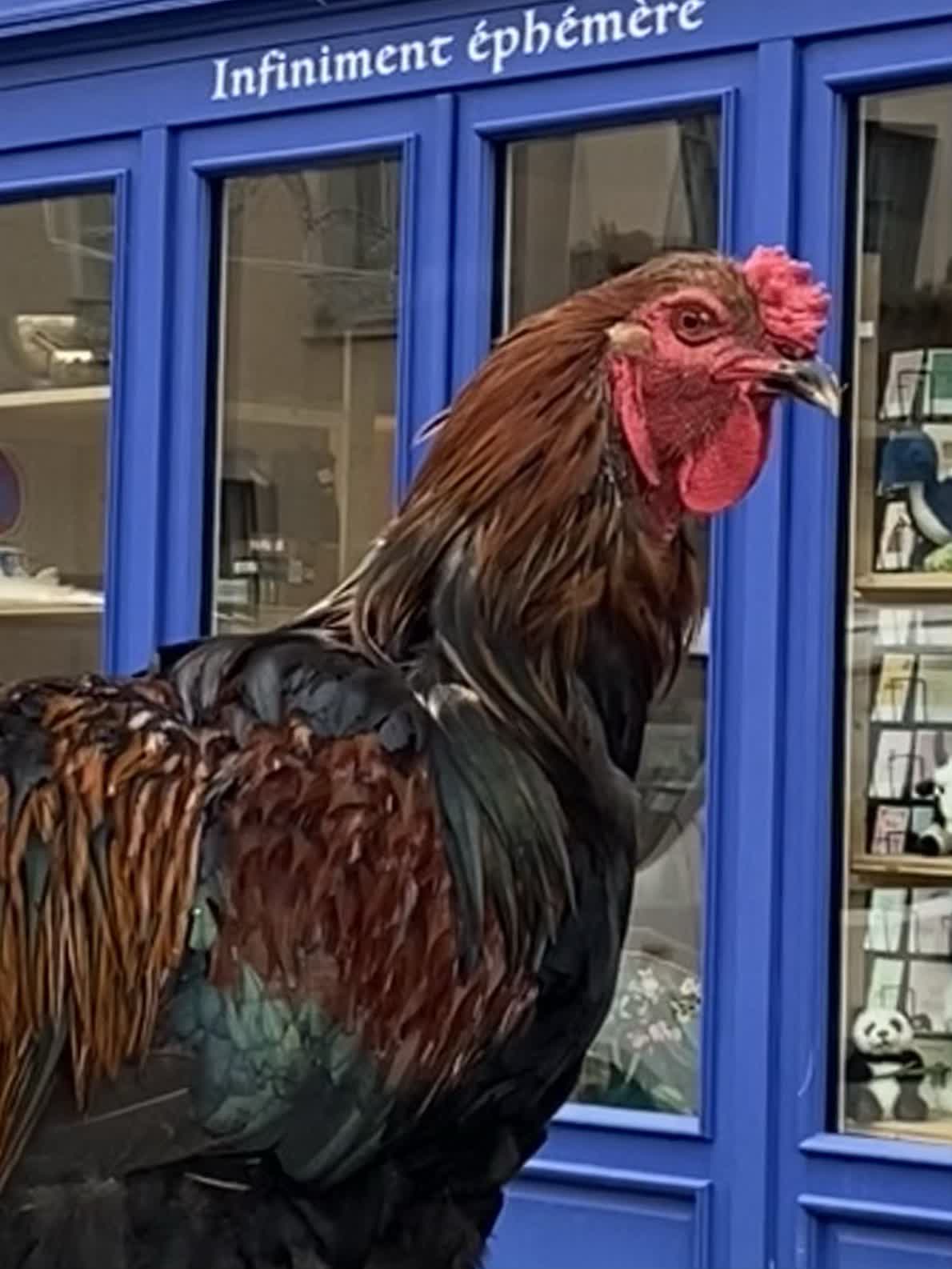 Un coq devant une boutique bleue de Châtillon-sur-Chalaronne