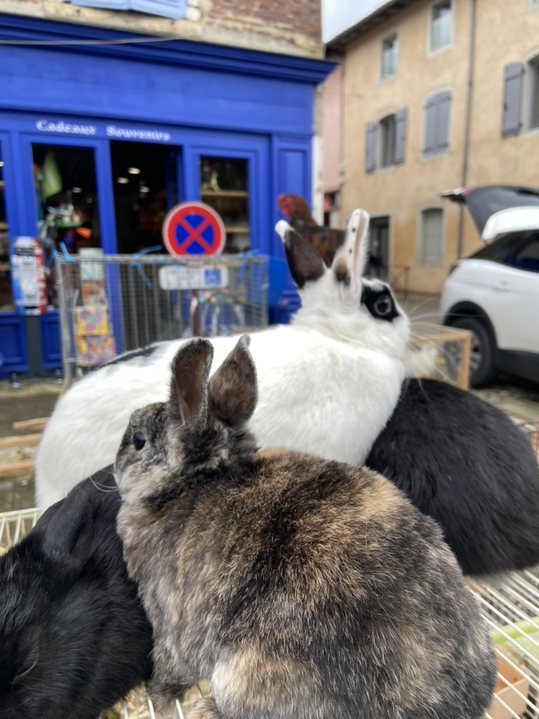 Lapins et volailles vivantes au marché de Châtillon-sur-Chalaronne