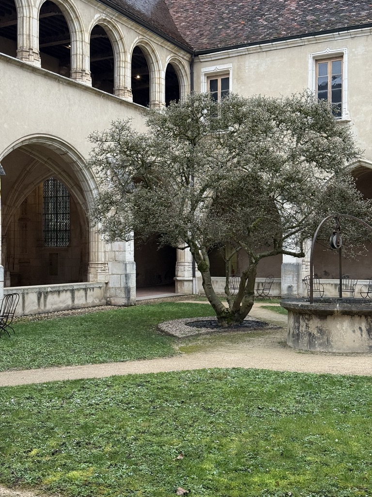 L'arbre centenaire au cœur du jardin du cloître de Brou