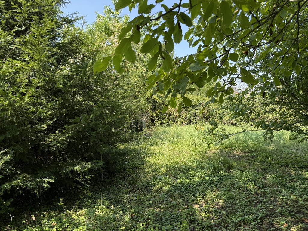 Clairière d'herbe haute et feuillages dans le jardin indépendant