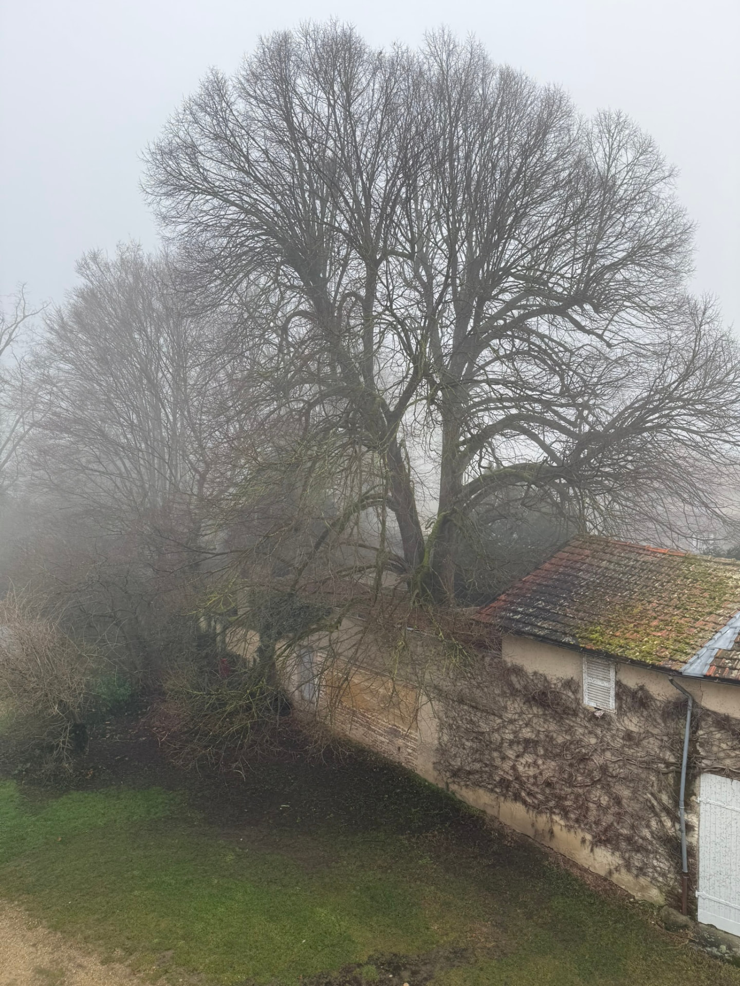 Le grand arbre nu du jardin voisin dans la brume matinale